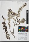 Foto von Salix atrocinerea Brot.